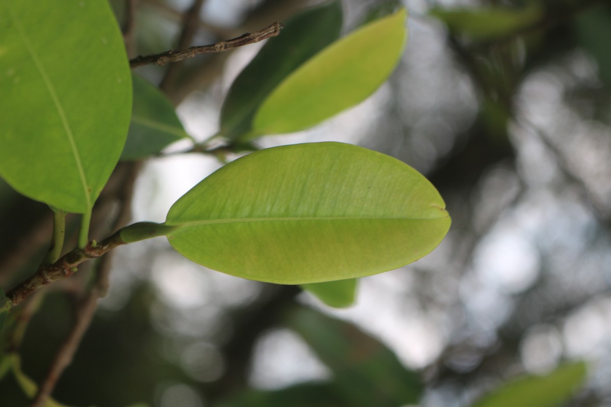 Ficus trimenii King ex Trimen